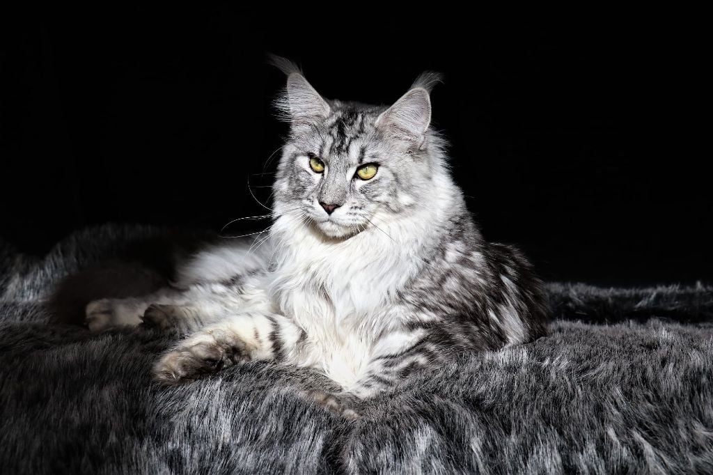 Maine Coon - Romy Leimgraben Et Coon's