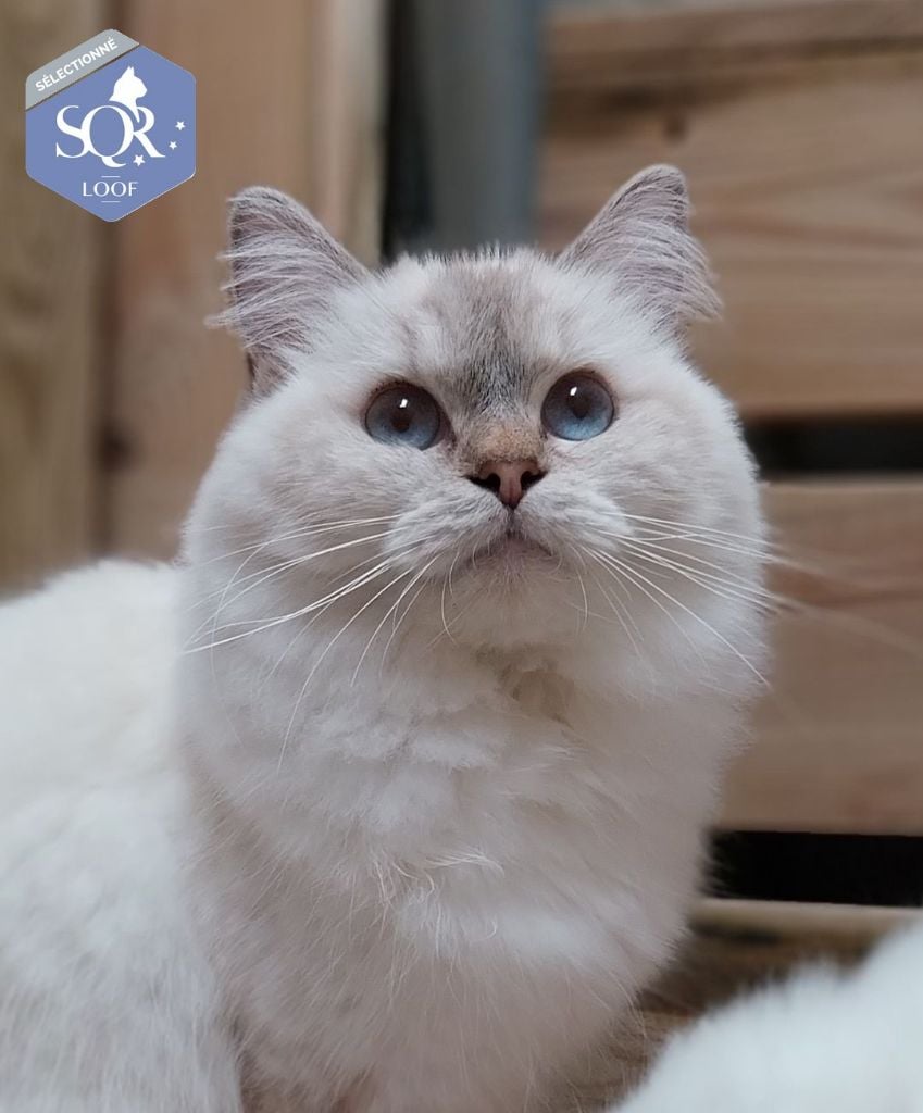 Ragdoll - CH. Saphira Des Rives Du Viaur