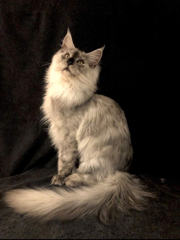 Maine Coon - coonspirates Shiva