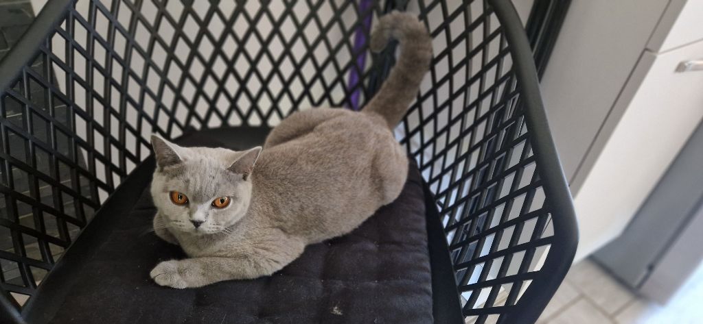 Les British Shorthair et Longhair de l'affixe La Déesse Beaupuit