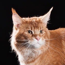 Maine Coon - CH. Sheriff unicum