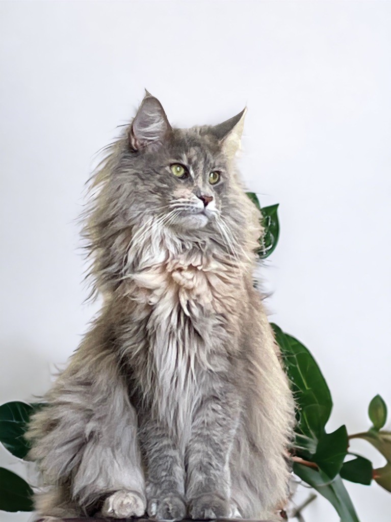 Les Maine Coon de l'affixe Montezuma Bay's