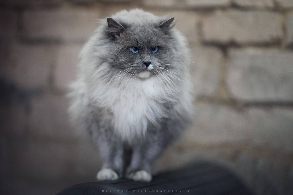 Ragdoll - CH. Paddy Des Perles De Safre