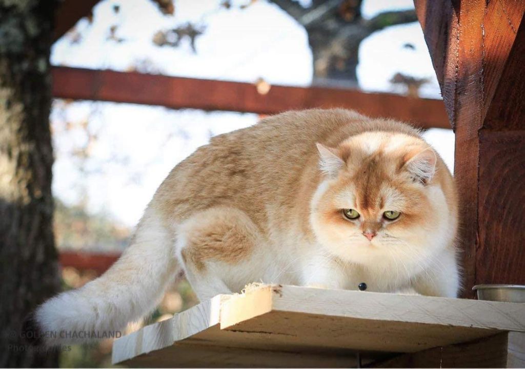 British Shorthair et Longhair - golden dew Charly (aka igor)