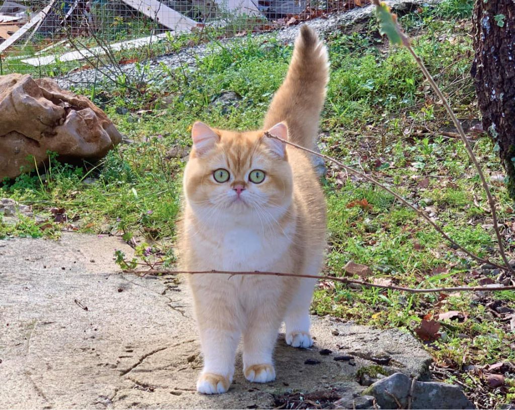 British Shorthair et Longhair - U'r my lollipop Of GoldenChachaland