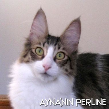 ayna'nin Perline