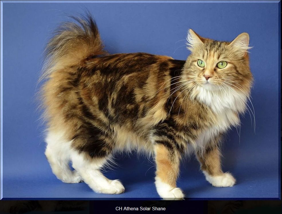 Kurilian Bobtail poil court et poil long - CH. Athena solar shine