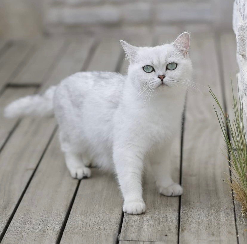 British Shorthair et Longhair - turquase Eva