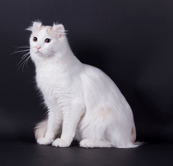 American Curl PC et PL - procurlharem Ektorp