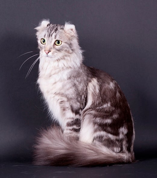 American Curl PC et PL - hr*zeta leonis Bora bora