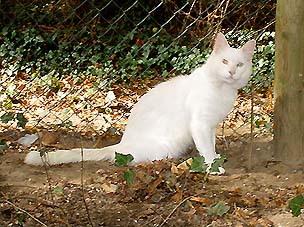 Angora Turc - CH. Nicky de l'hermitage de la renarde