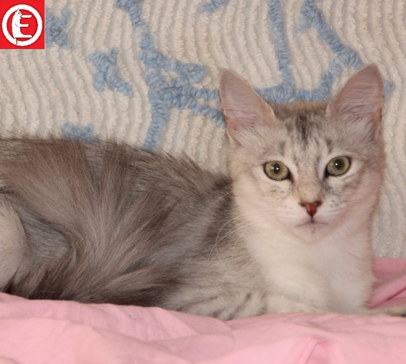 Angora Turc - Fauvette de la forêt verte