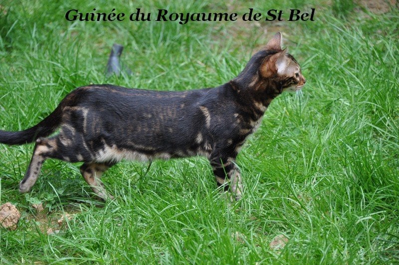 Bengal - Guinée Du Royaume de St Bel