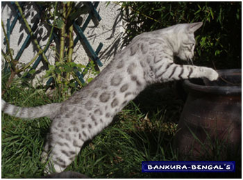 bali-bengal Silver dream