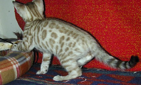 Bengal - junglemist Winter flurry (seal lynx)