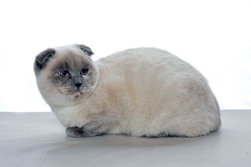 British Shorthair et Longhair - Inhayat Du Haut Des Baumes