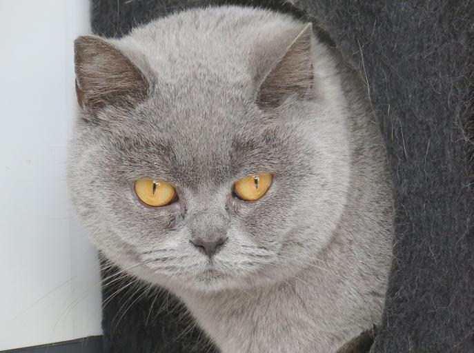 British Shorthair et Longhair - Blue love de Mary Poppin's