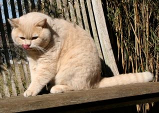 British Shorthair et Longhair - Lord creme maxwell vom wernerwald