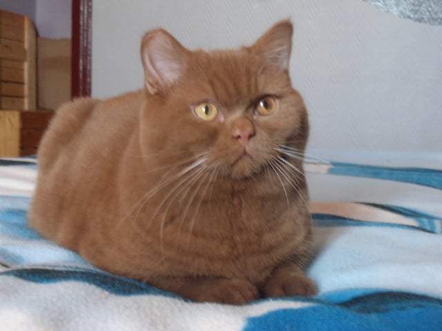 British Shorthair et Longhair - Sweet Burgandy's Horatio cain