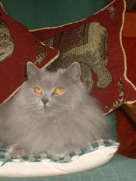 British Shorthair et Longhair - CH. Udalyse du chat Bleuté