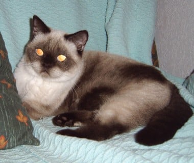 British Shorthair et Longhair - Ange lyse chamin'ours