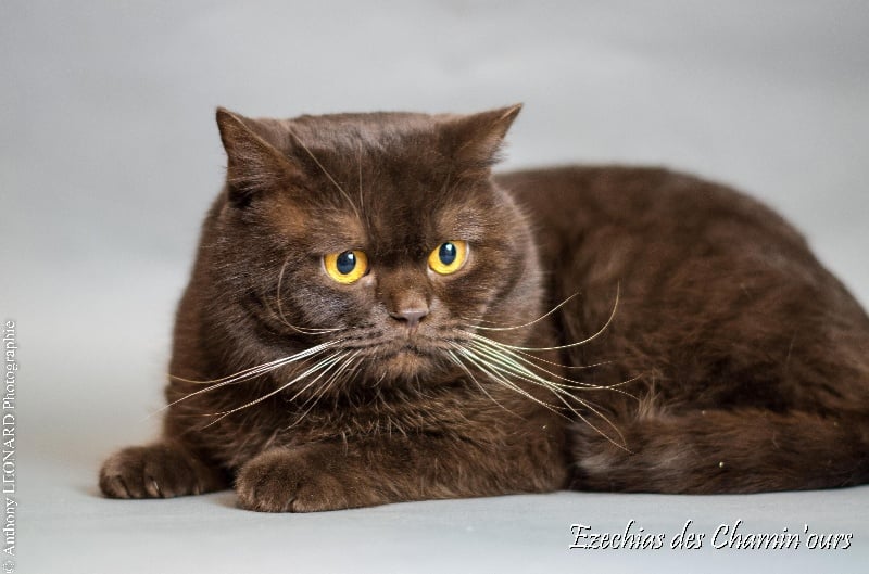 British Shorthair et Longhair - CH. Ezechias des chamin'Ours