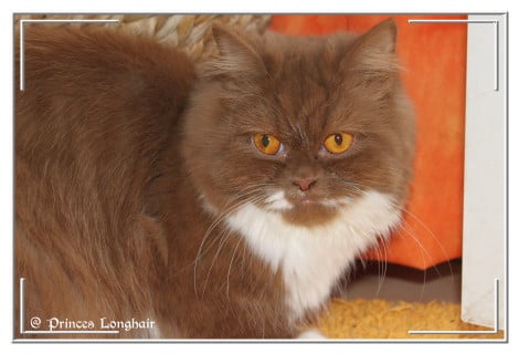 British Shorthair et Longhair - Elisa of spring