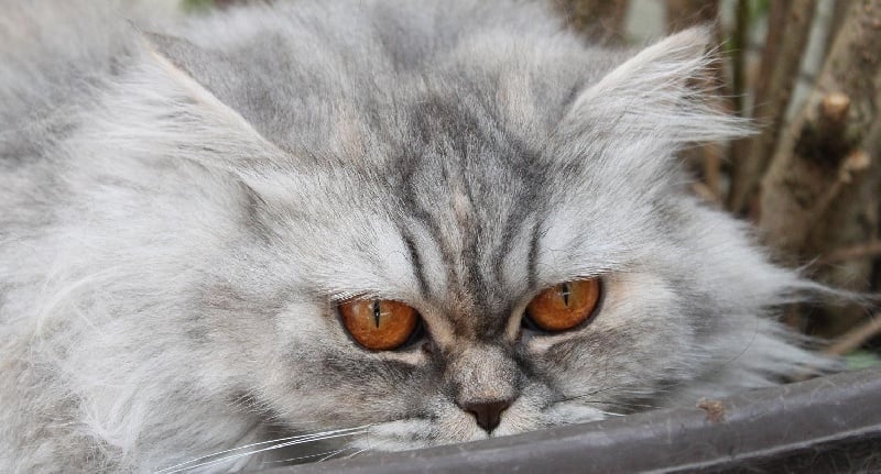 British Shorthair et Longhair - CH. Ashai von der zauberwiese