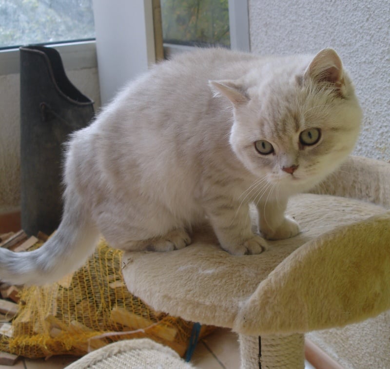 British Shorthair et Longhair - Dundee de Harrisson Bears