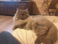 British Shorthair et Longhair - Ivanne de laf 91171