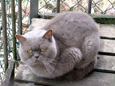 British Shorthair et Longhair - CH. Sweet Burgandy's Cassiopée boy