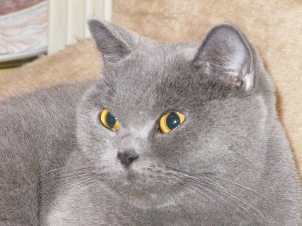 British Shorthair et Longhair - Blue velvet de peyrat