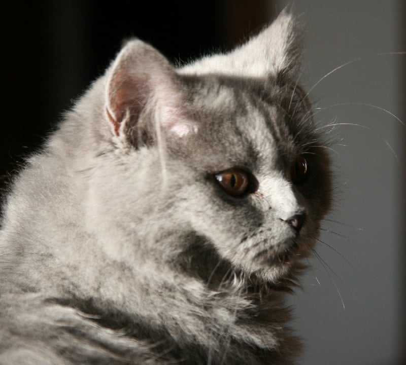 British Shorthair et Longhair - Geisha du muppest show