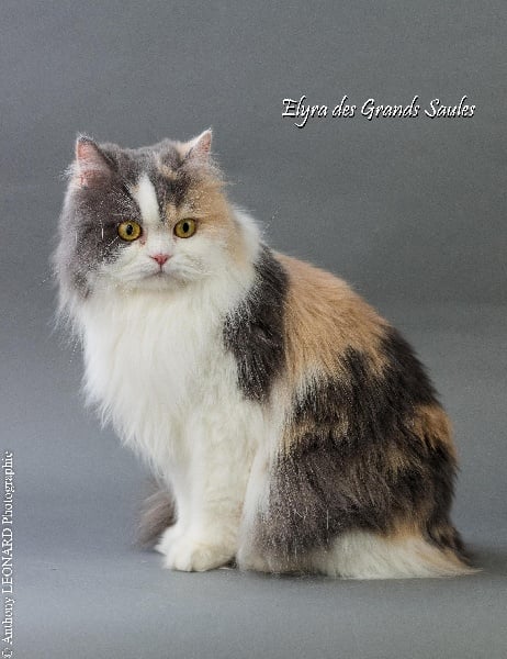 British Shorthair et Longhair - CH. Elyra des Grands Saules Sans Affixe