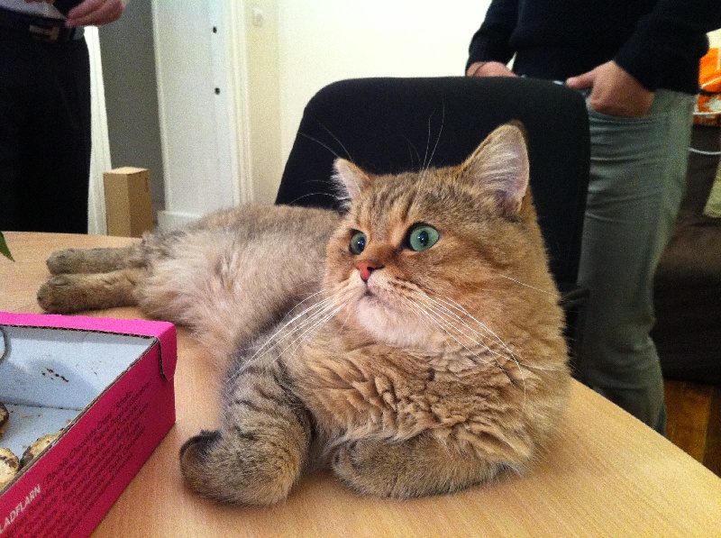 British Shorthair et Longhair - Frank Du Quiquillon