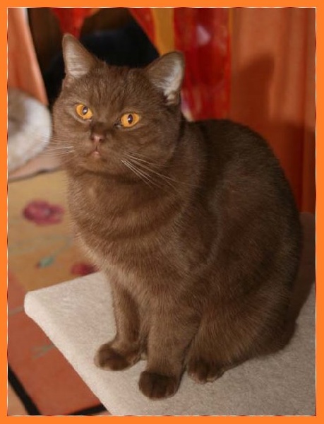 British Shorthair et Longhair - Bee happy of julias dream