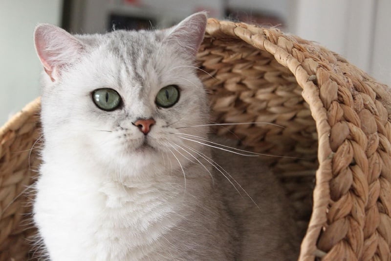 British Shorthair et Longhair - CH. Evelina Of British Harmony