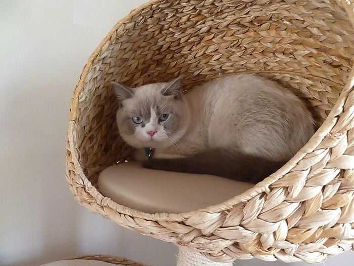 British Shorthair et Longhair - blue generations Keep cool