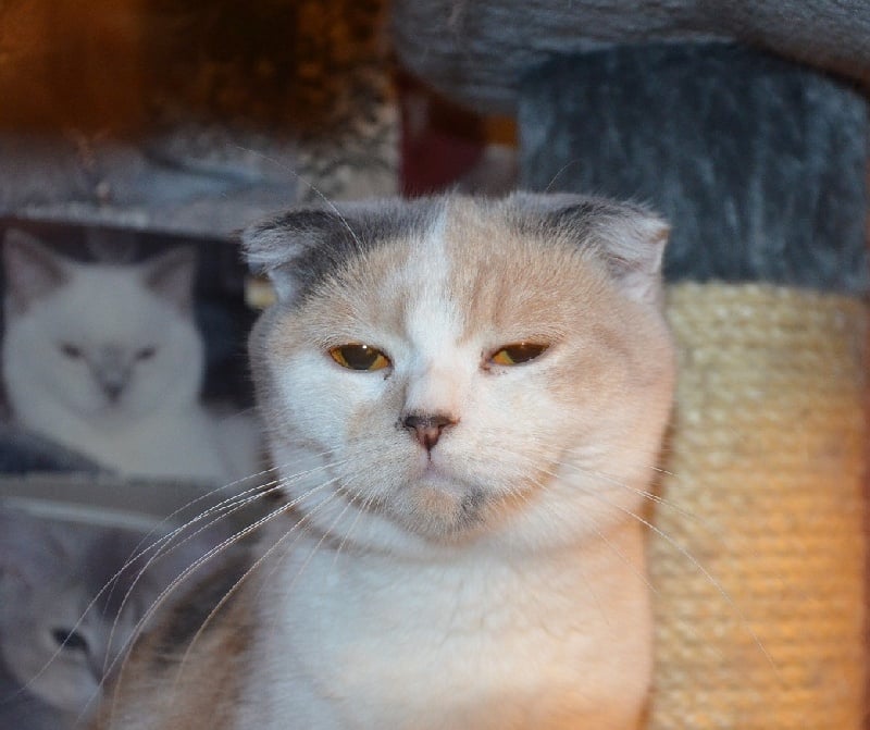 British Shorthair et Longhair - Giulietta du chateau de hanau