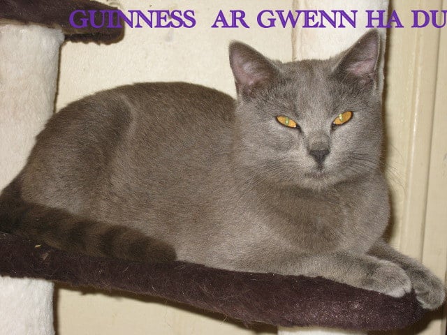 Guiness ar Gwenn Ha Du