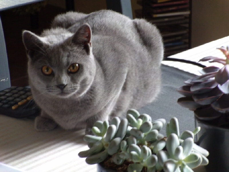 GEEGIE des Chats Bleus