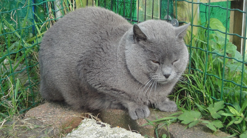 Chartreux - Gottfried aus dem hause franck