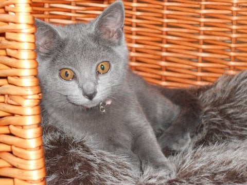 Chartreux - Goyave de la gorbynière