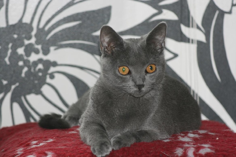 Chartreux - Eole Castel d'Urphée