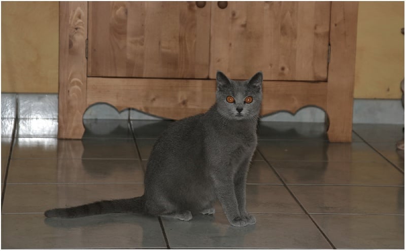 Chartreux - Djude of blue dream