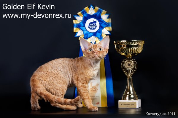 Devon Rex - CH. florentino's Red hot peppers of golden elf