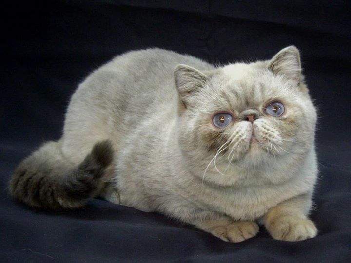 Exotic Shorthair - Figaro de france