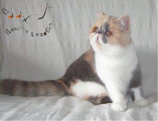 Exotic Shorthair - addict Gaurî the golden one