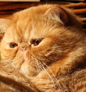 Exotic Shorthair - honey paw Eosine