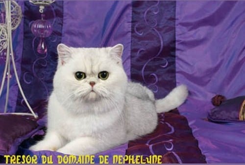 Exotic Shorthair - CH. Tresor du domaine de nephelyne